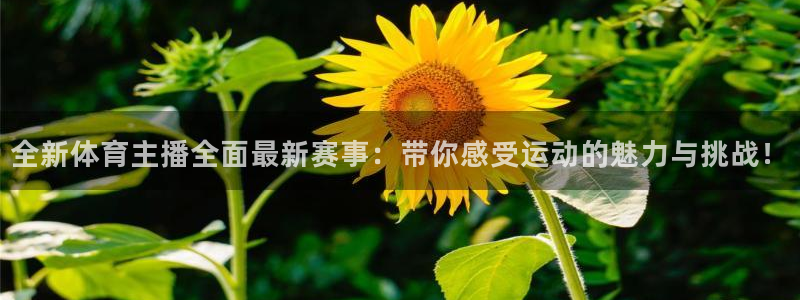 全新体育主播全面最新赛事：带你感受运动的魅力与挑战！